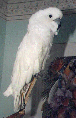 Kasper