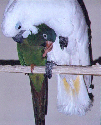 Kasper & Paco