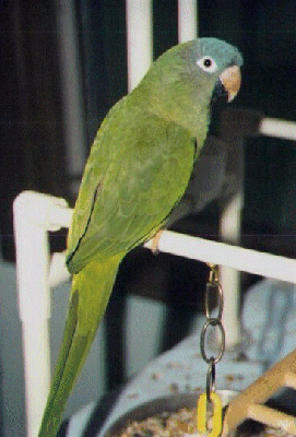 Paco