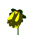 Blooming